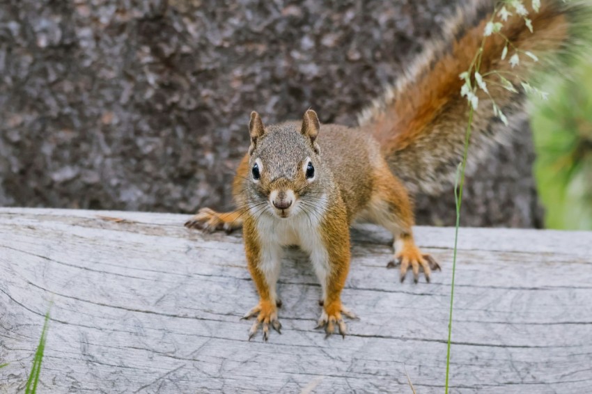 a squirrel standing on a log in front of a tree