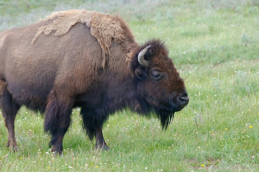 a bison is standing in a grassy field