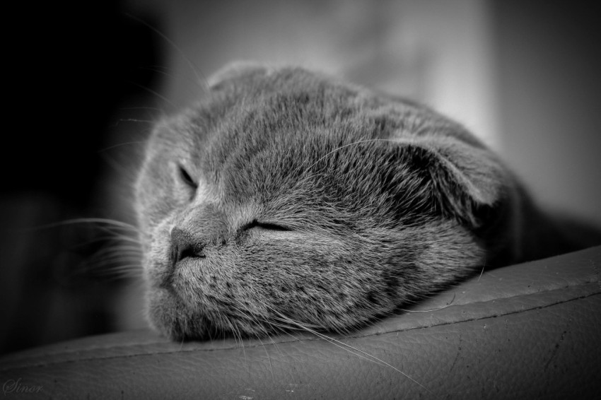 a gray cat sleeping on top of a couch