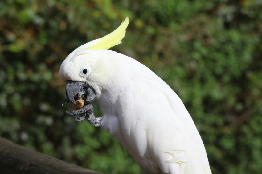 a white bird with a yellow head and yellow beak