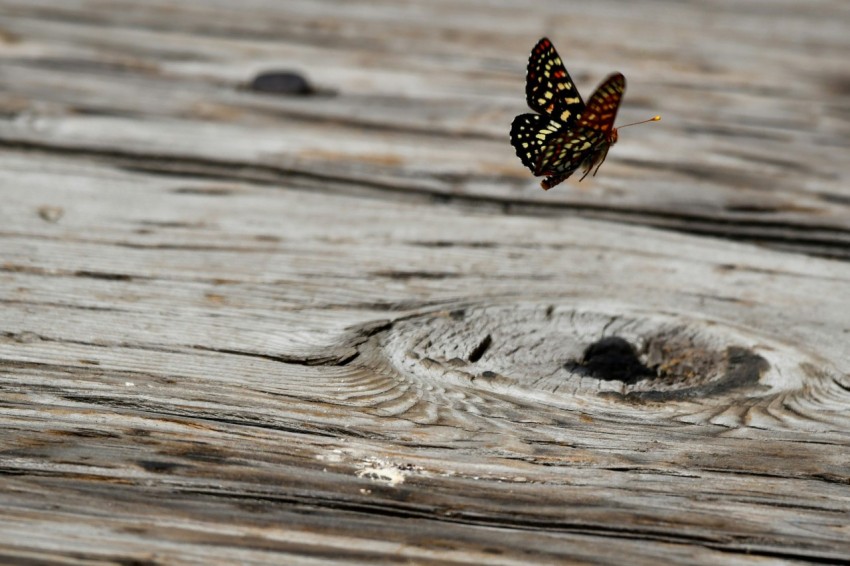 a butterfly is flying over a piece of wood