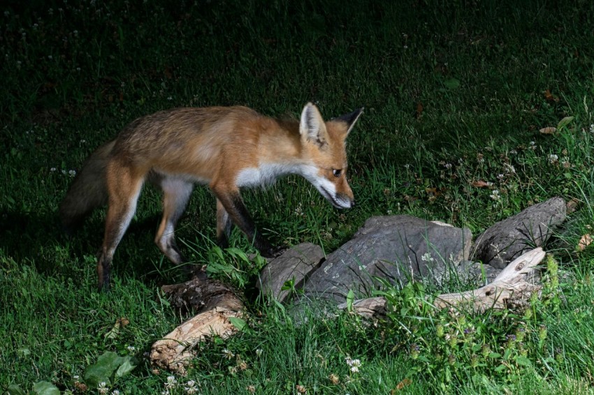 a fox is walking in the grass near rocks