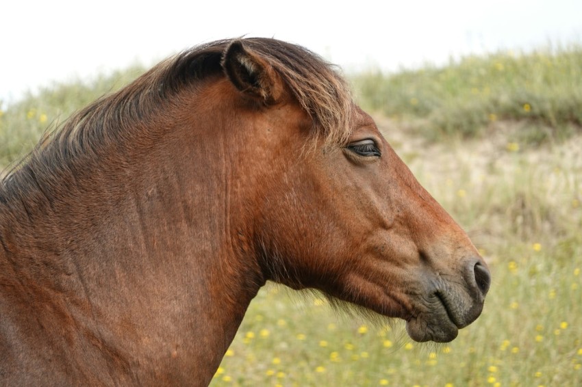 a brown horse standing on top of a lush green field