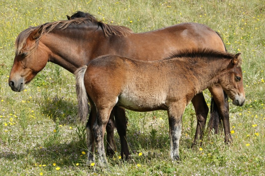 a couple of brown horses standing on top of a grass covered field