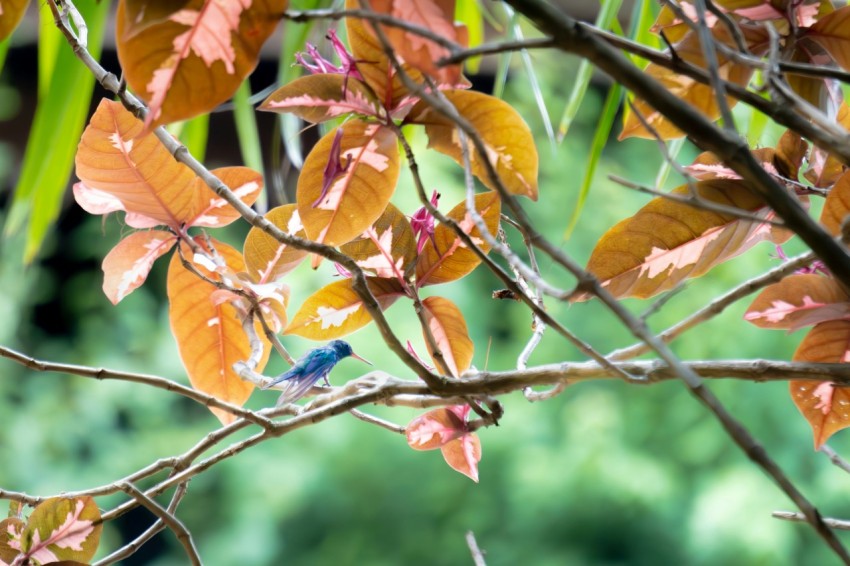 a small bird sitting on a branch of a tree