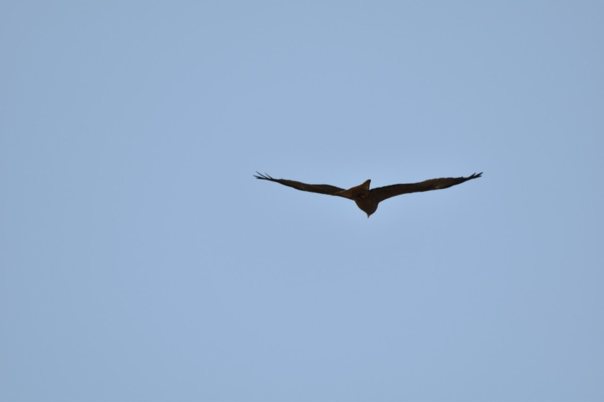 a large bird flying through a blue sky