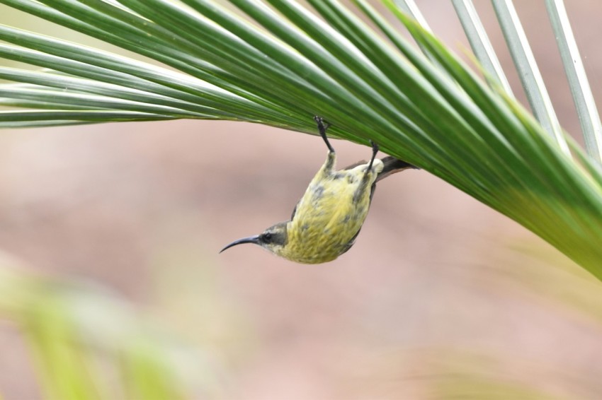 a small bird perched on a palm leaf