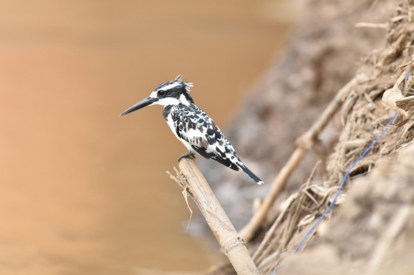 a bird sitting on a branch in the water