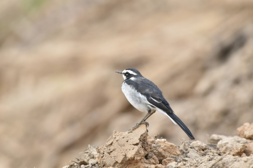 a small bird is perched on a rock