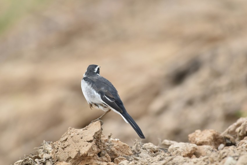 a small bird is standing on a rock