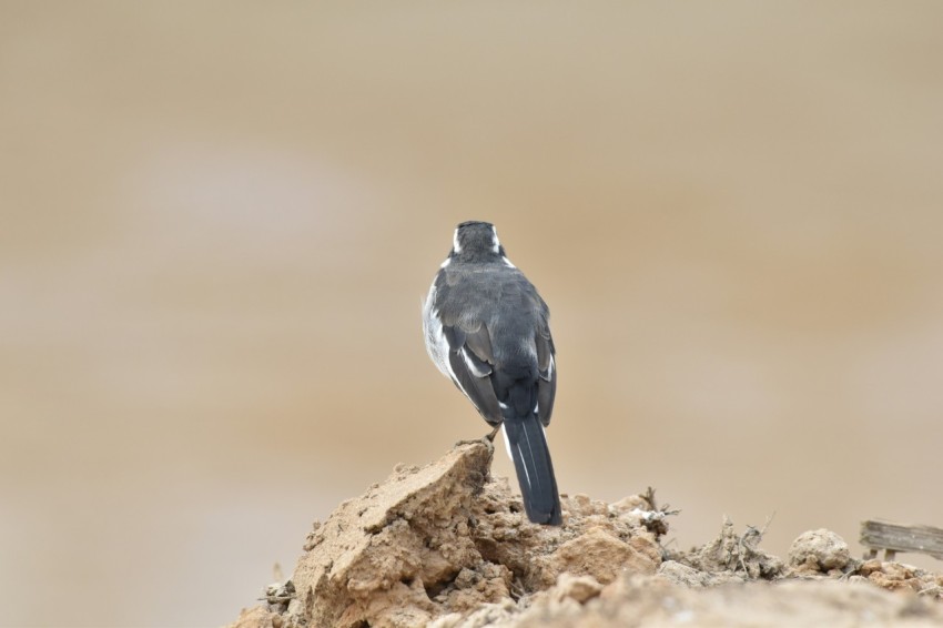 a small bird is sitting on a rock