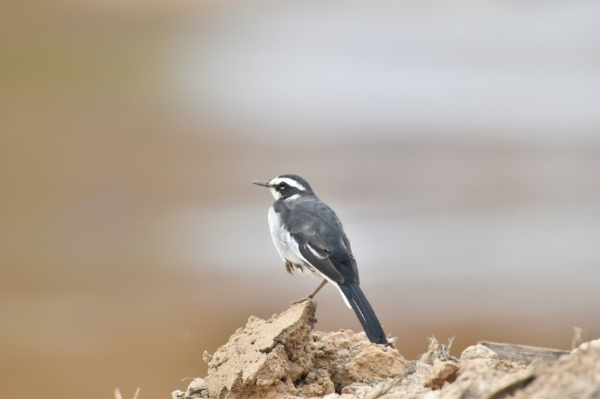 a small bird perched on top of a rock  ViZUYj