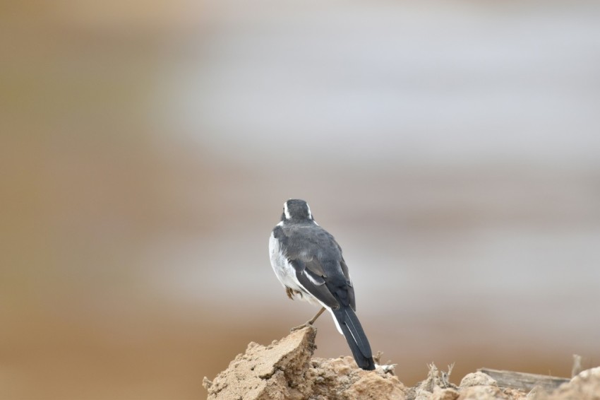 a black and white bird sitting on a rock