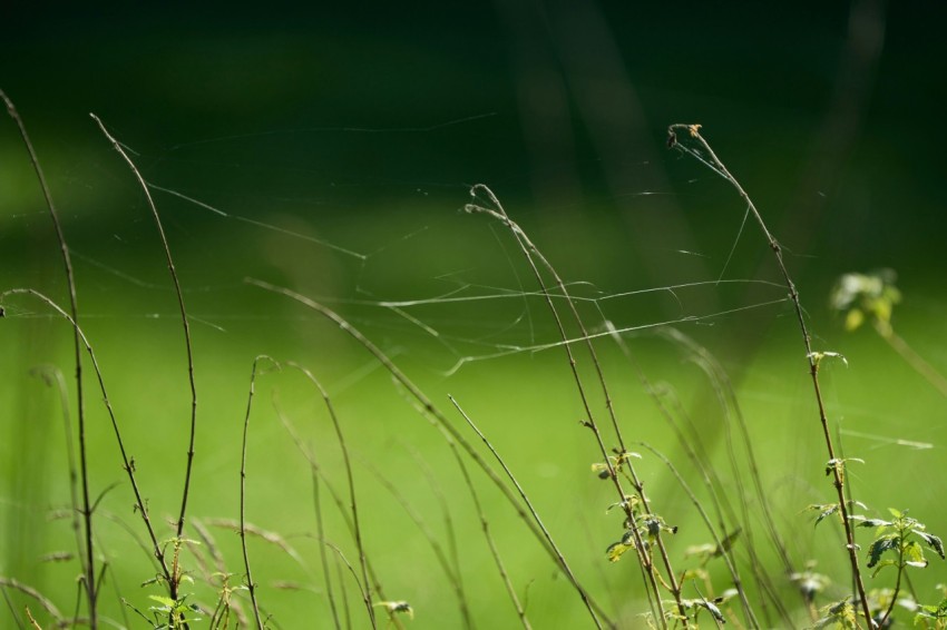 a close up of some grass with a blurry background