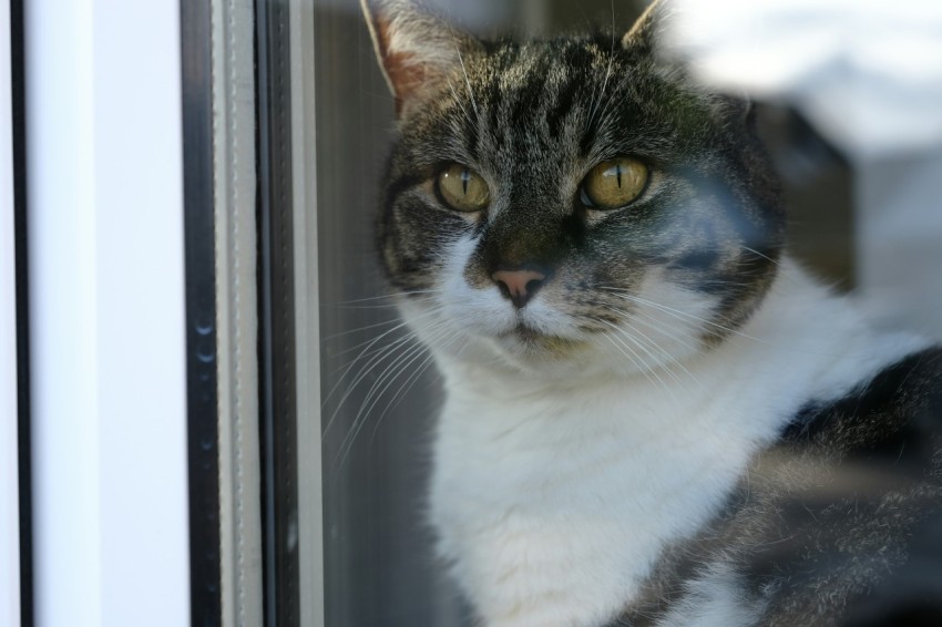 a cat is looking out of a window  XnLN