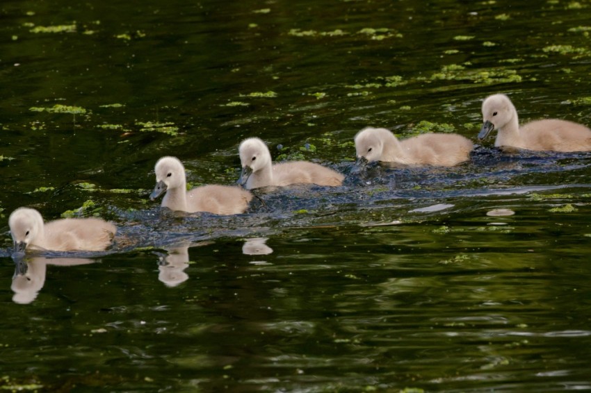 a group of ducks floating on top of a body of water