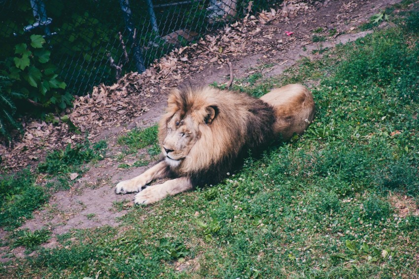 a lion laying in the grass near a fence