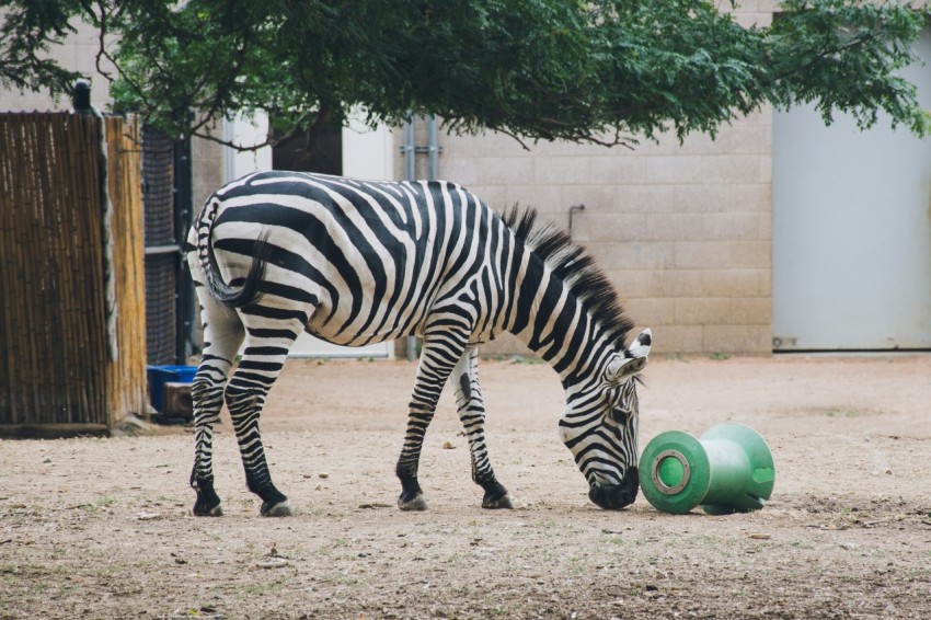 a zebra standing next to a green ball