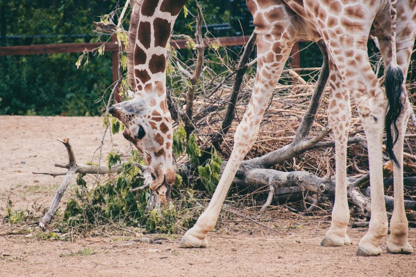 a couple of giraffe standing next to each other