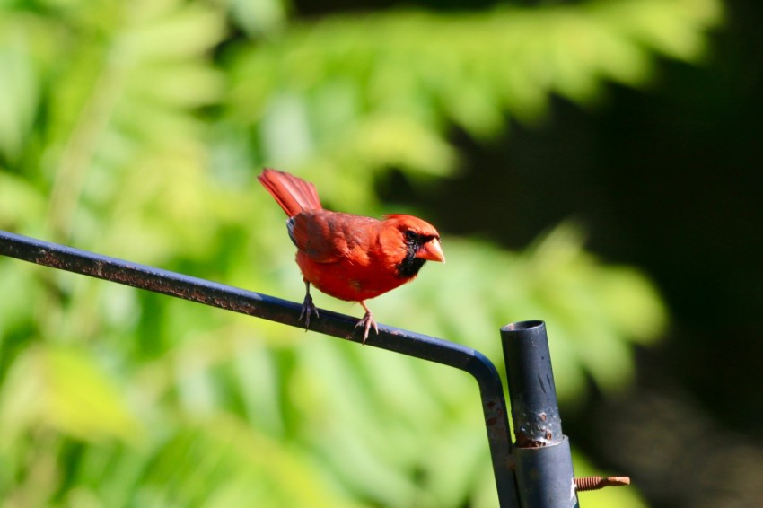 a small red bird perched on a metal pole