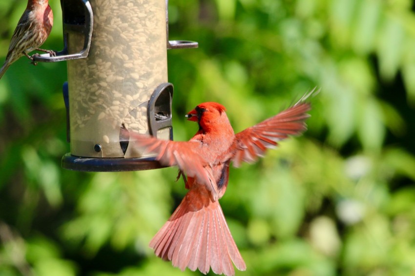 a couple of birds that are flying around a bird feeder