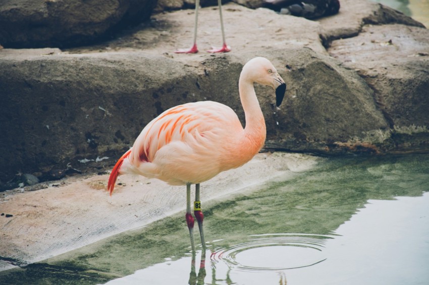 a pink flamingo standing in a pool of water jxAW8