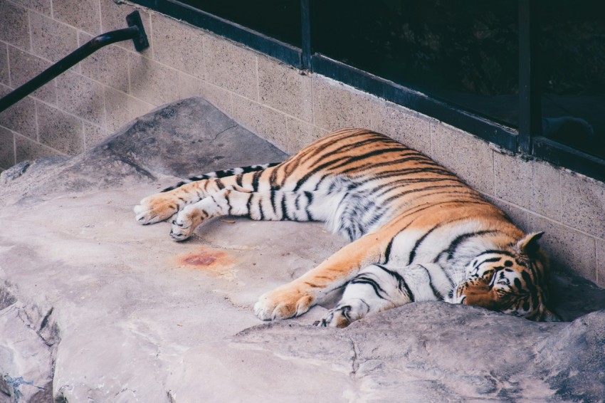 a large tiger laying on top of a stone floor