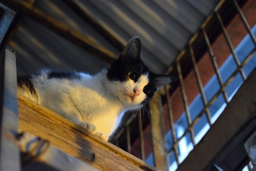 a black and white cat sitting on top of a wooden table