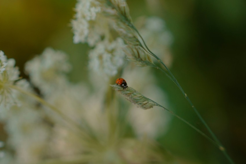 a lady bug sitting on top of a white flower