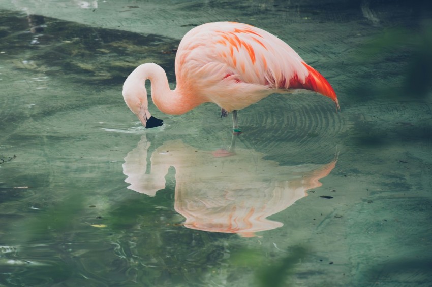 a pink flamingo is standing in the water 5c