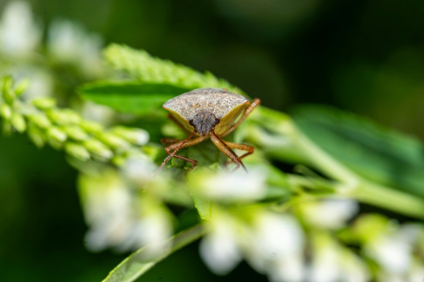 a bug sitting on top of a green leaf