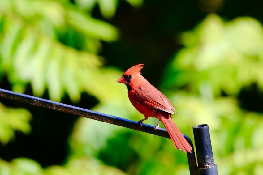 a red bird perched on a black wire sgWgoA