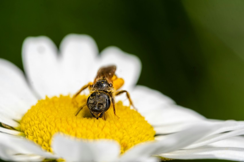 a close up of a bee on a flower