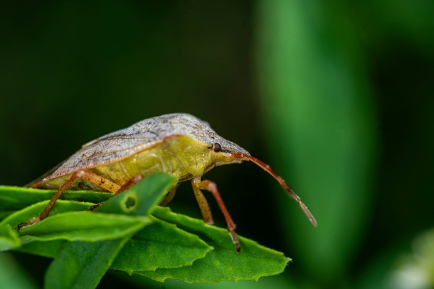 a bug sitting on top of a green leaf