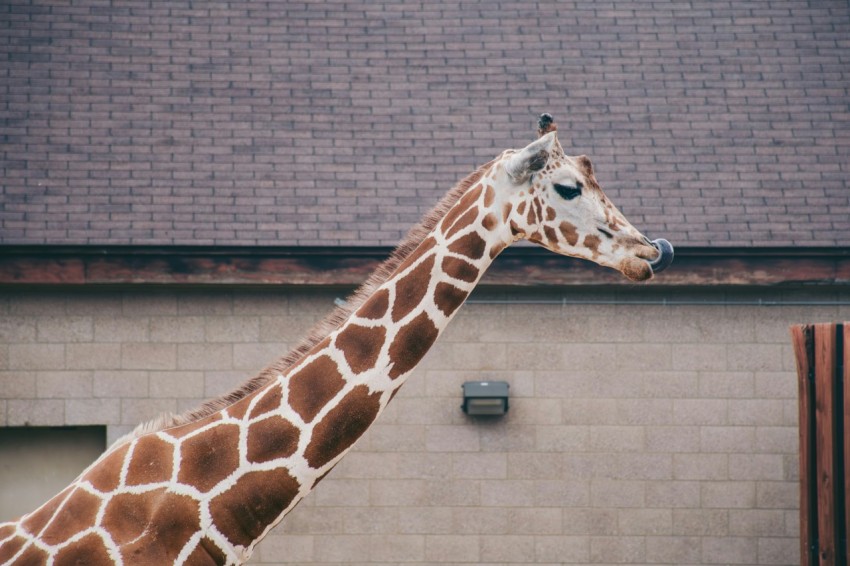 a giraffe standing in front of a building 9o52hSkH5