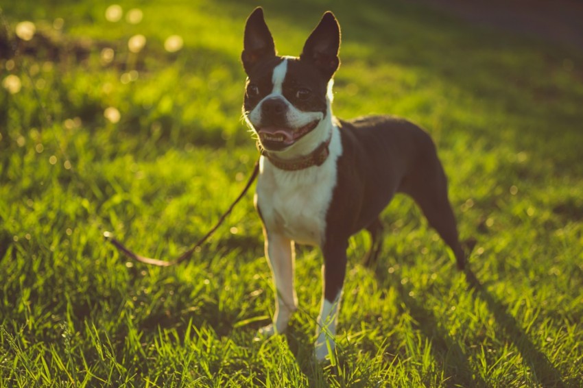 a small black and white dog standing on top of a lush green field