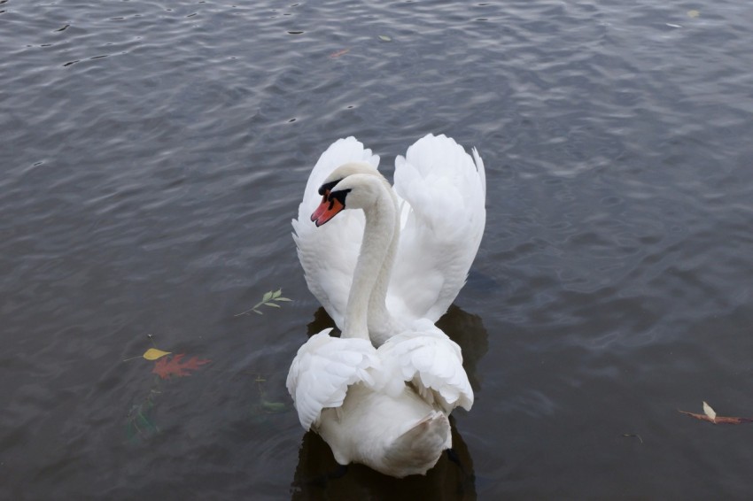 a white swan floating on top of a body of water