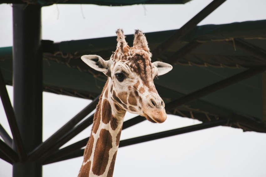 a giraffe standing under a metal structure