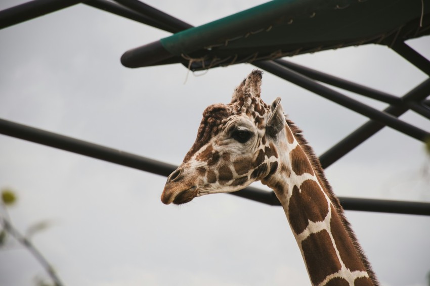 a giraffe standing next to a metal structure