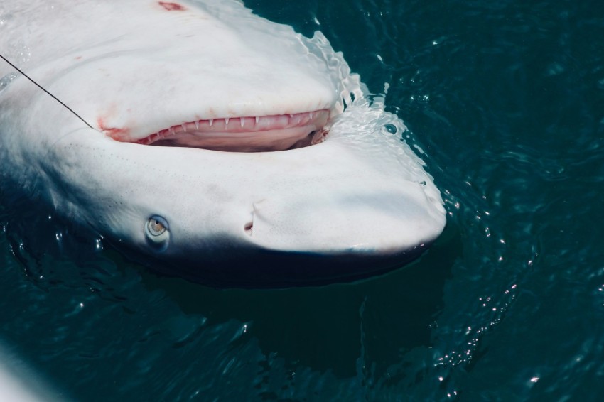 a large white shark swimming in the ocean TE1S