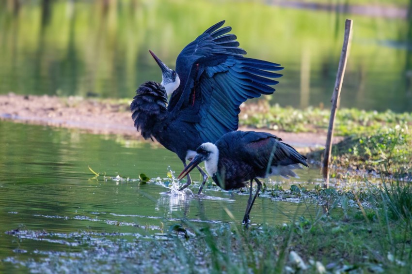 a bird with its wings open standing in the water iXvgJH