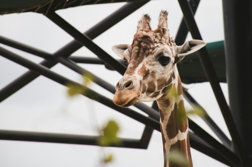 a giraffe standing next to a metal structure