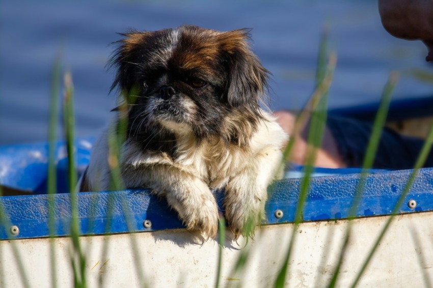 a small dog sitting on the edge of a boat