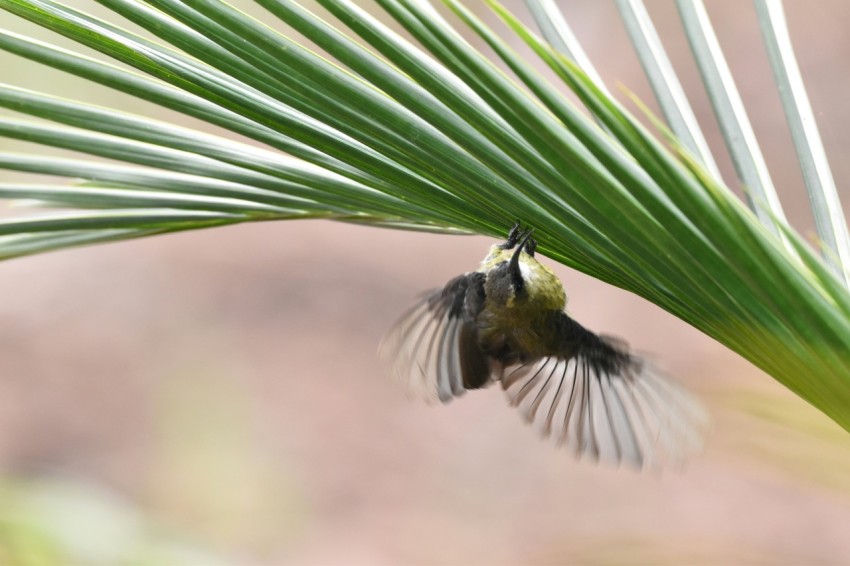 a small bird flying next to a palm leaf