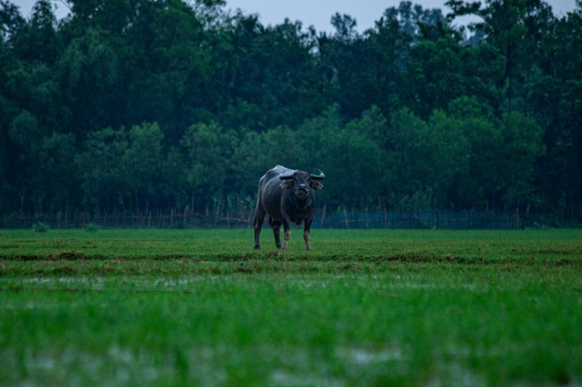 a cow standing in a field with trees in the background