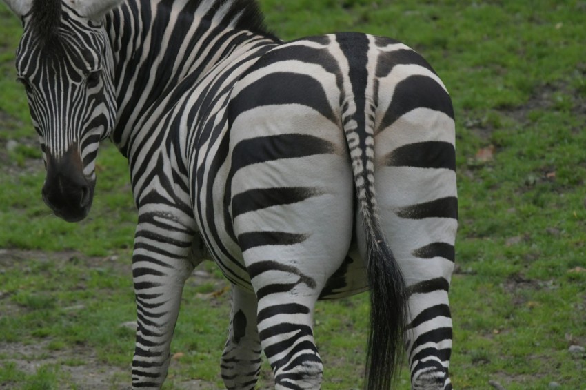 a zebra standing on top of a lush green field