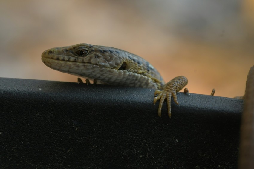 a small lizard sitting on top of a black piece of furniture