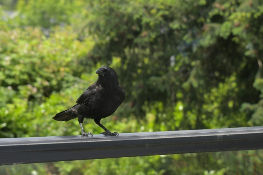 a black bird sitting on top of a window sill 1hKpnbNTh