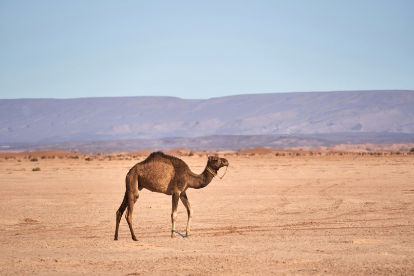 a camel standing in the middle of a desert