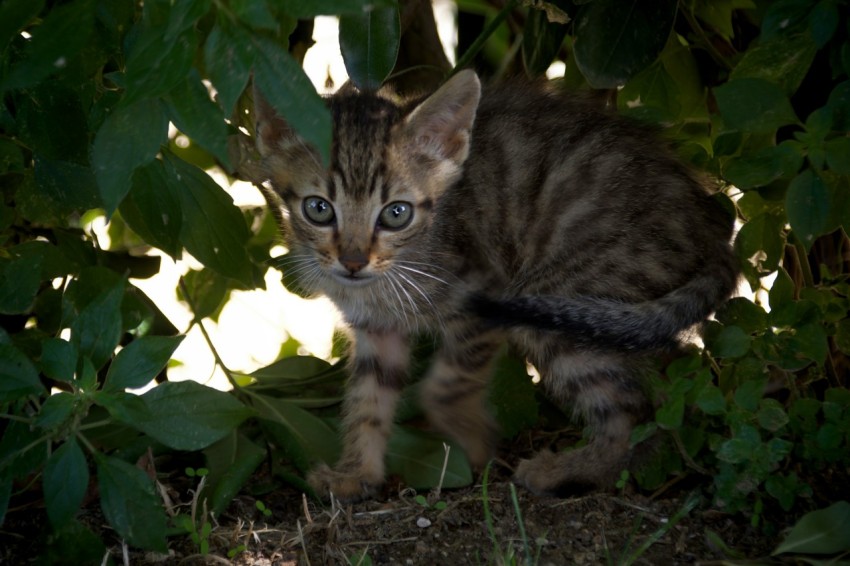 a small kitten walking through a lush green forest